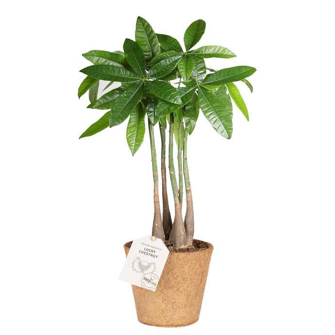 Lucky Chestnut Care Guide