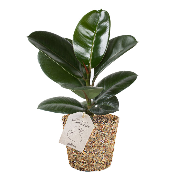 Rubber Tree