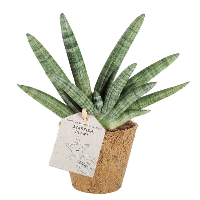 Starfish Plant