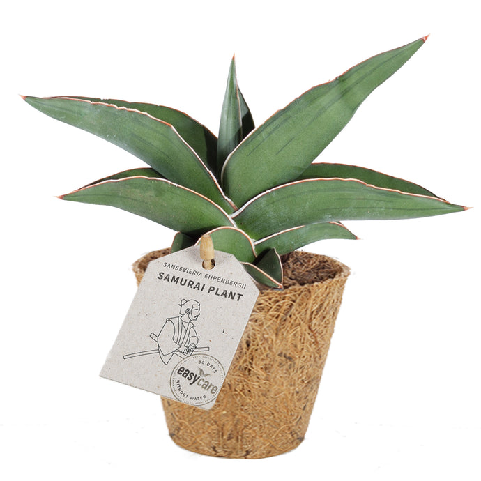 Samurai Plant