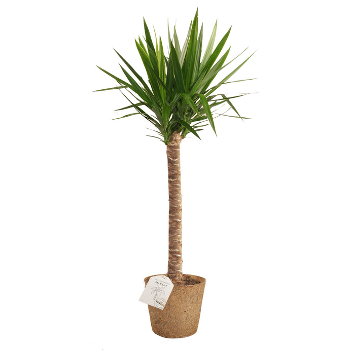 Palm Lily