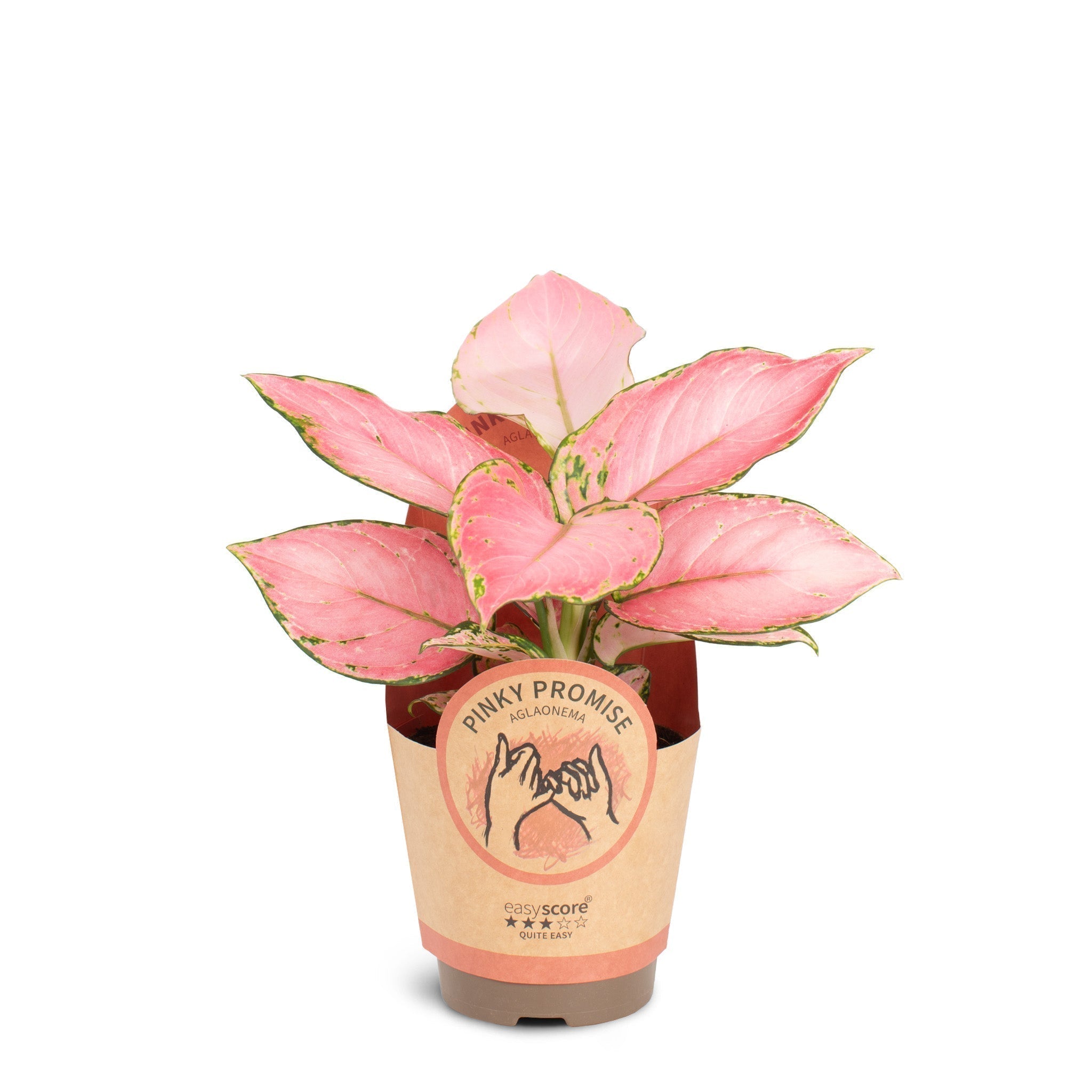 Aglaonema 'Pinky Promise' Guide – EasyCare Plants
