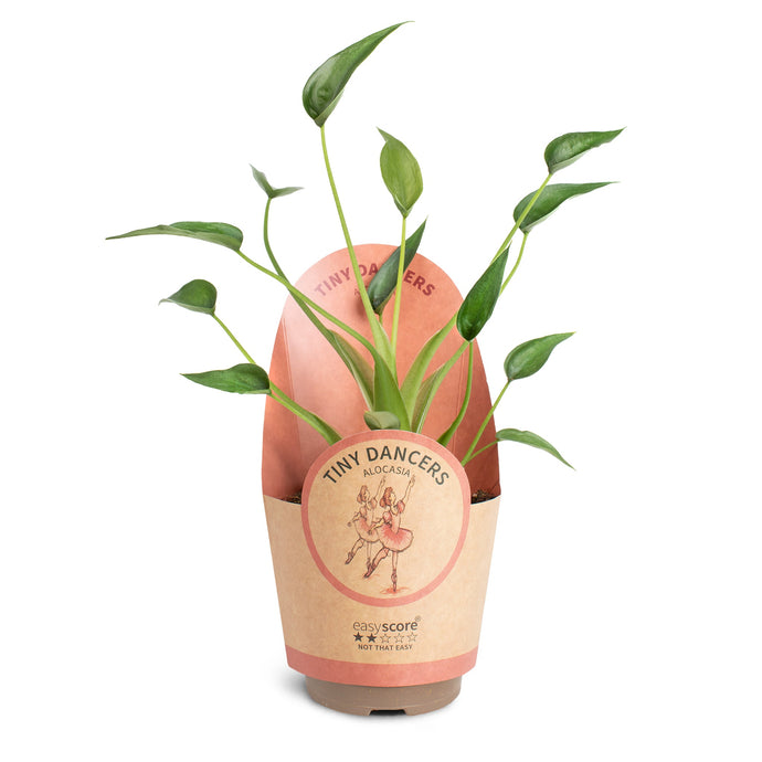 Pflanzenfhrer  EasyCare Plants