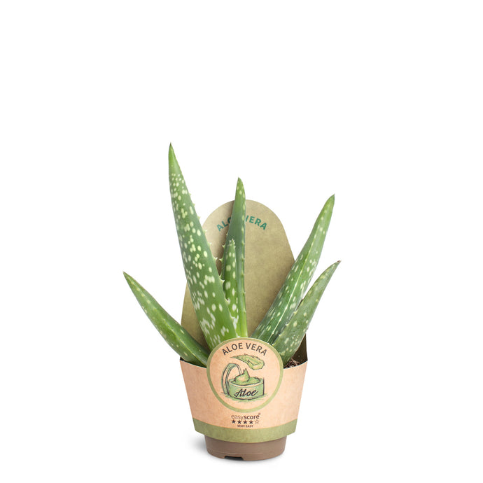 terra per aloe vera Terra Pure Green Tea Body Lotion – 1 oz / 29.5 ml main image 0