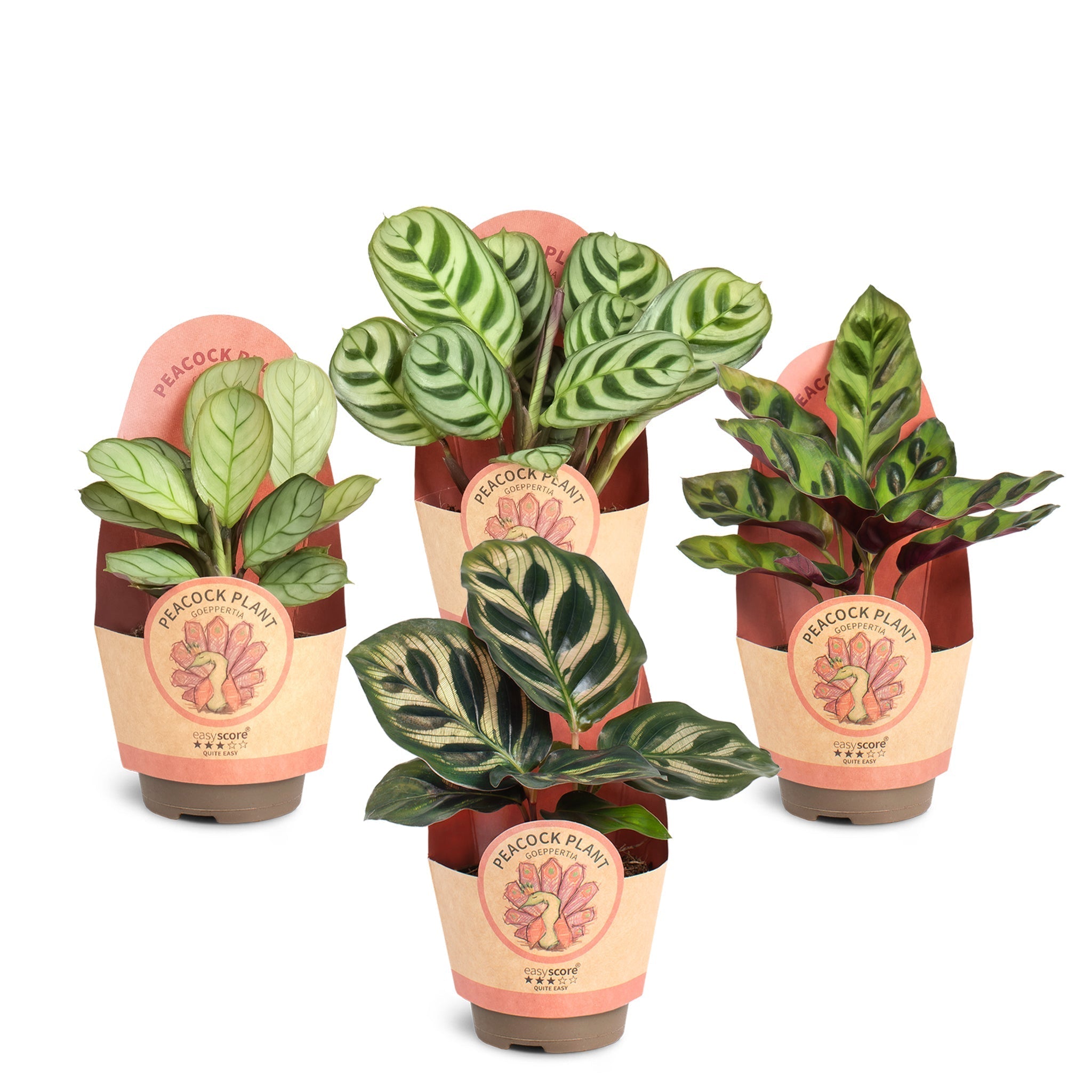 Peacocks-plants  EasyCare Plants