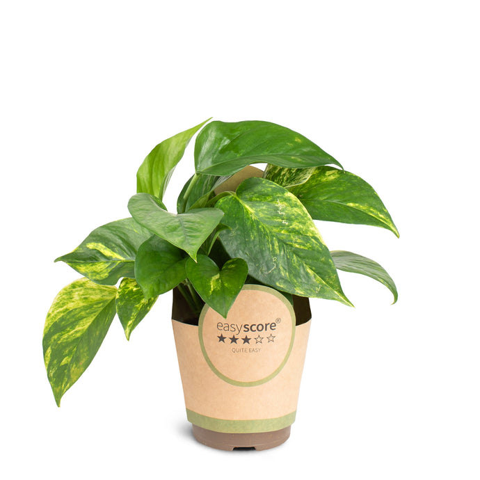 alocasia xanthosoma variegata Alocasia 'Mickey Mouse' (Xanthosoma sagittifolium) – Cedar Bridge Botanicals