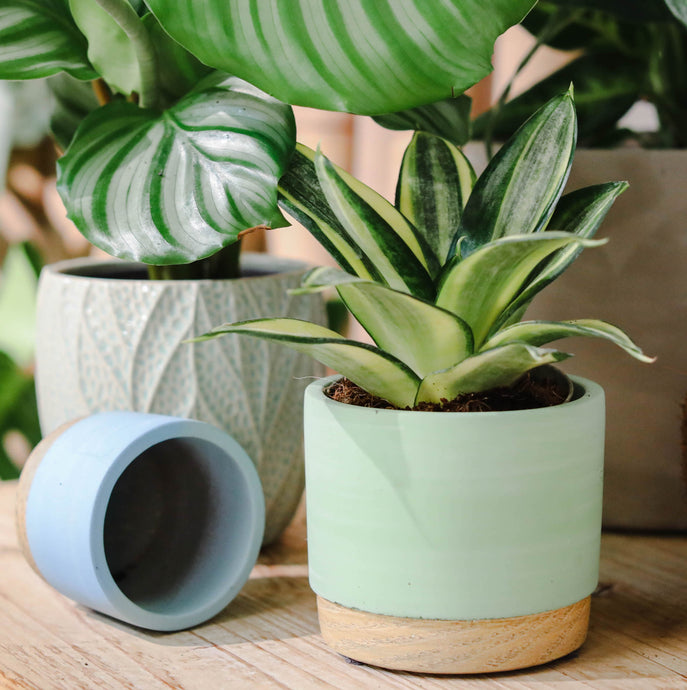 The Ultimate Guide to Watering Your Plants