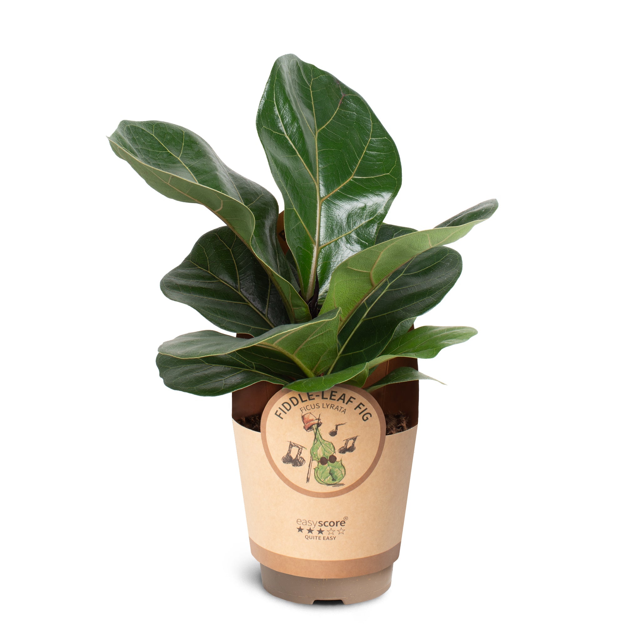 fiddle leaf tobacco Shop Ficus Lyrata XXL (Tobacco Plant) online Fiddle leaf tobacco, Nicotiana repanda,