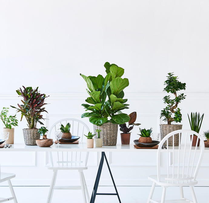7 Benefits of Having Plants
