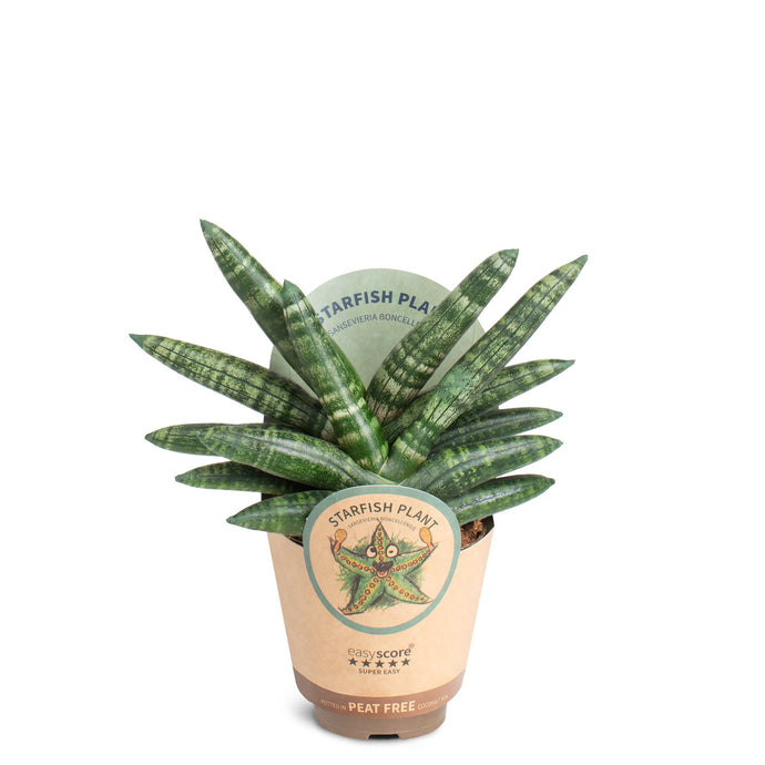 snake plant german Snake Plant 'Zeylanica'  Low-Maintenance Air Purifying Houseplant