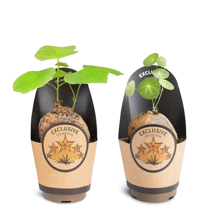 Plant-guide  EasyCare Plants