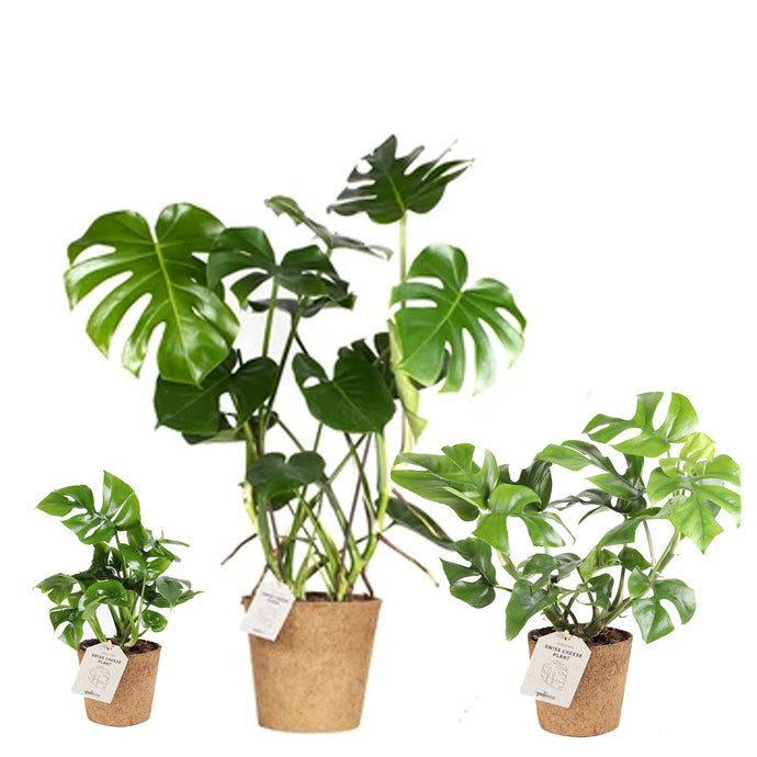 Swiss Cheese Plants
