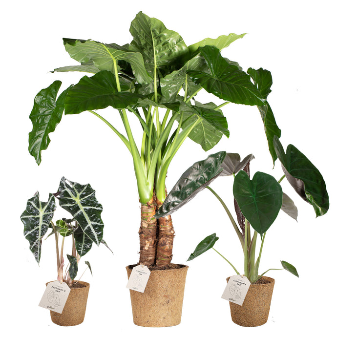 Alocasia 'Elephant's Ear'