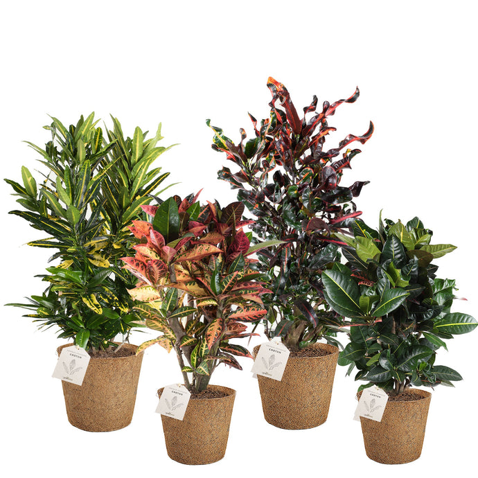 Croton