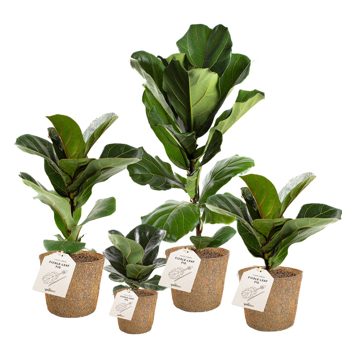 Fiddle-Leaf Fig