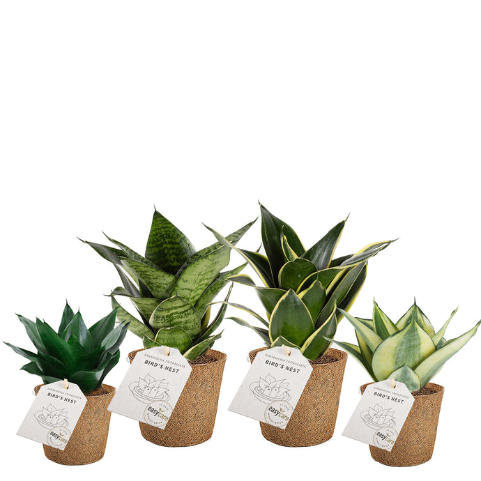 Bird's Nest Sansevieria