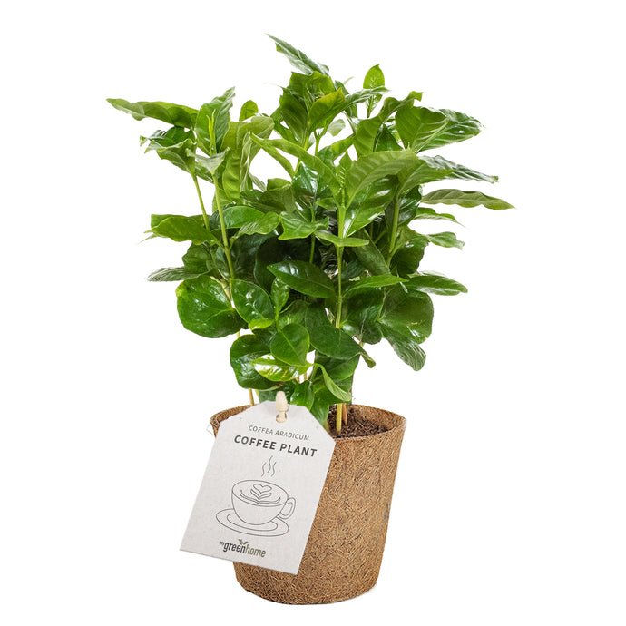 Coffee Plant