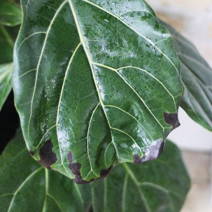 How to Rescue Your Plant