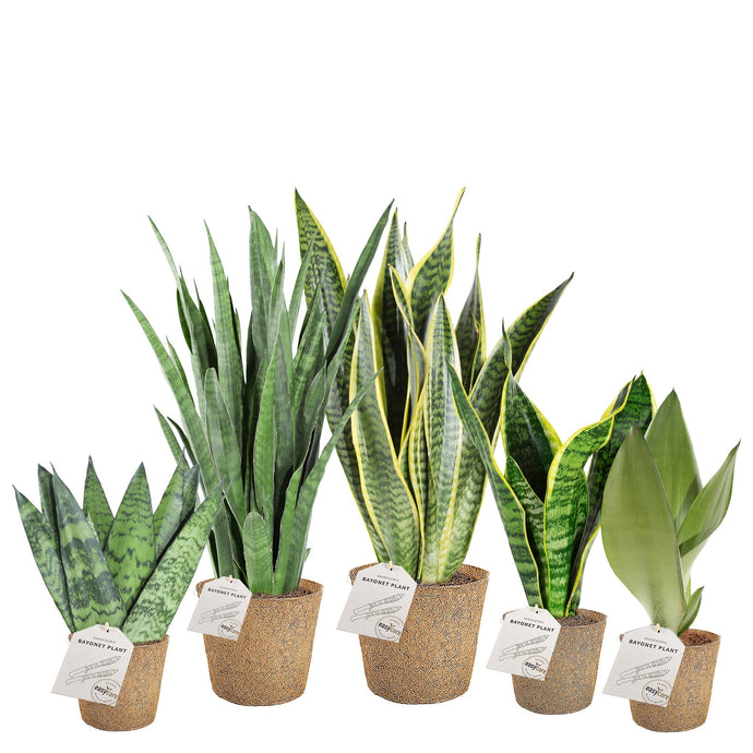 Bayonet Sansevieria