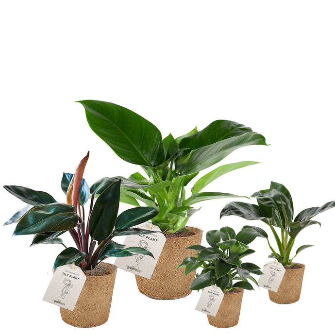 Love Tree (Silk Plant)