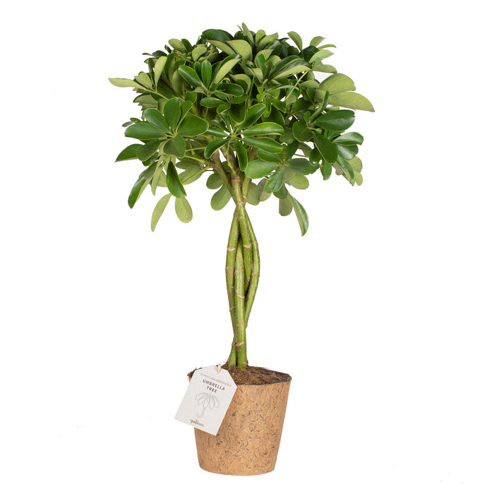 Umbrella Tree