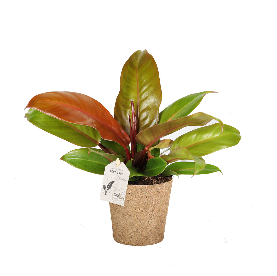 Philodendron- Prince of Orange