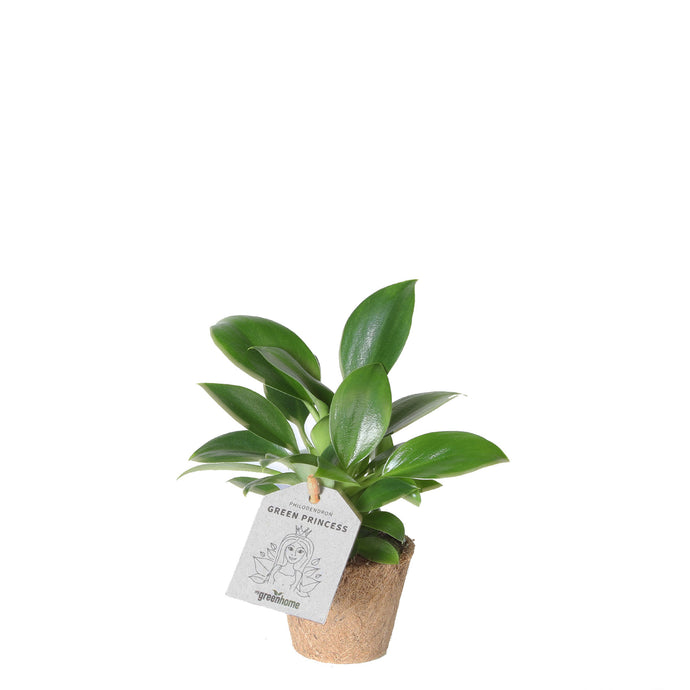 Silk Plant 'Green princess'