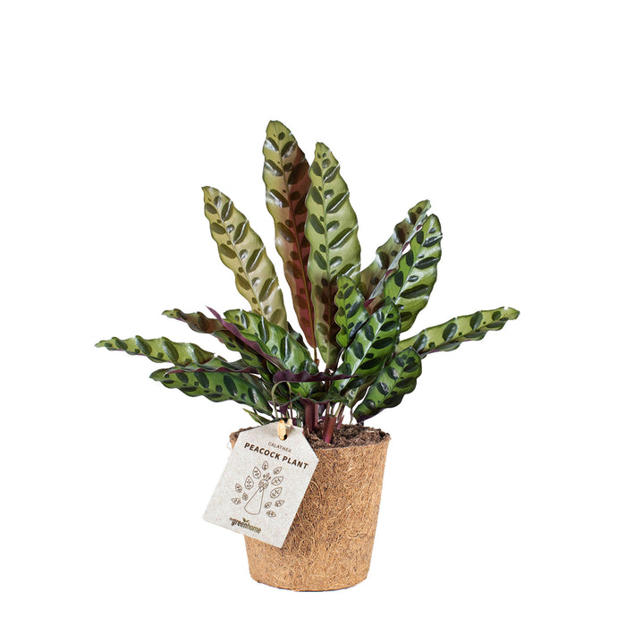 Calathea peacock plant insignis