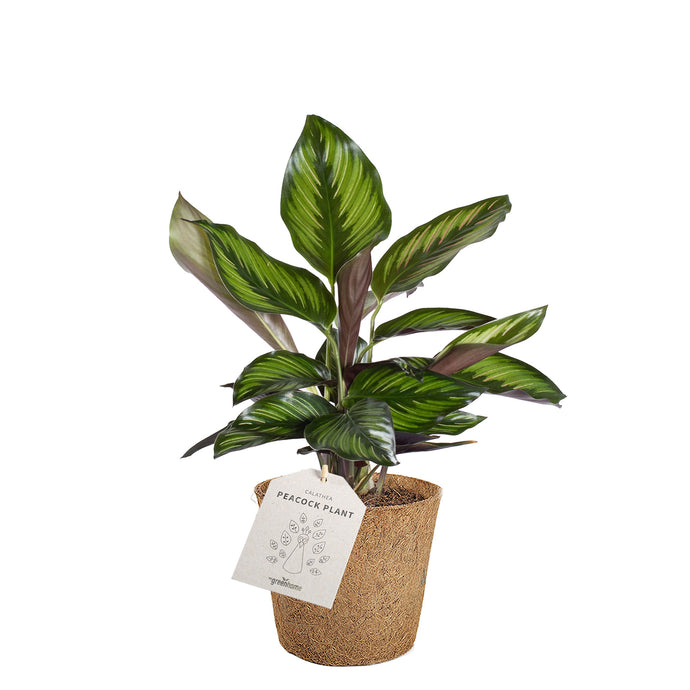 Calathea beautifull star