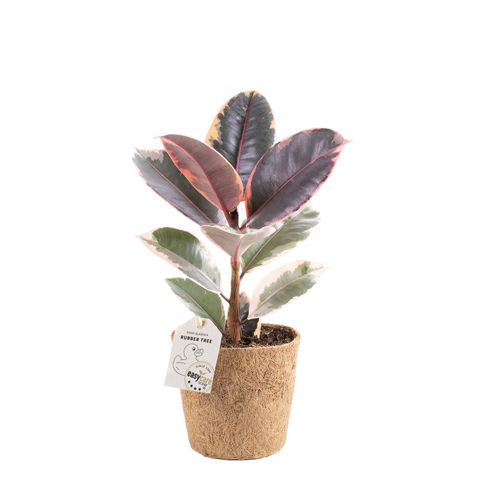 Ficus elastica belize gummiplante