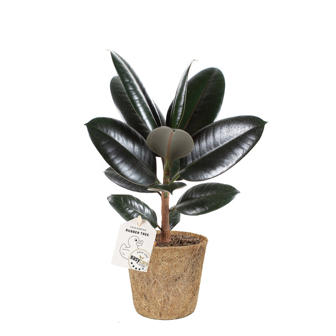 Ficus elastica abidjan burgundy