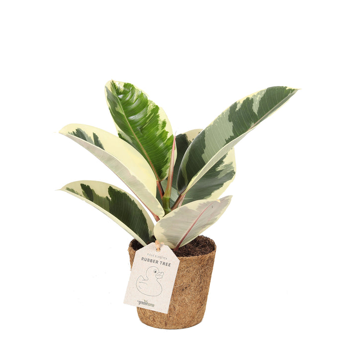 Rubber Plant 'Tineke'