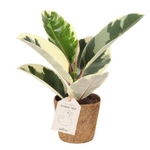 Indlæs billede til gallerivisning Rubber Plant &#39;Tineke&#39;