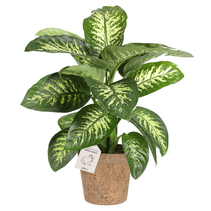 Dieffenbachia 'Tropic Snow'