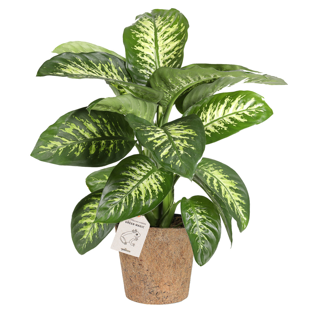 Dieffenbachia 'Tropic Snow'