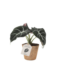 Load image into Gallery, Black Velvet