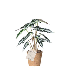 Indlæs billede til gallerivisning Elephants Ear &#39;Amazonica bambino&#39;