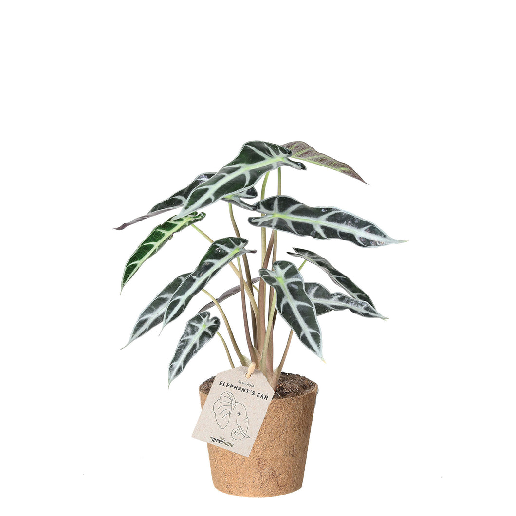 Elephants Ear 'Amazonica bambino'