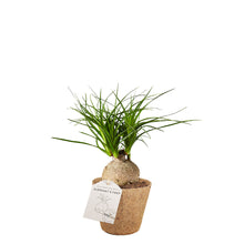 Indlæs billede til gallerivisning Elephants Foot