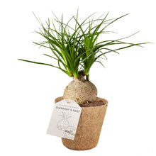 Indlæs billede til gallerivisning Nem plante 