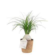 Indlæs billede til gallerivisning Elephants Foot