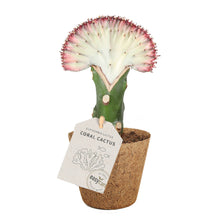 Indlæs billede til gallerivisning Pink plante