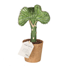 Indlæs billede til gallerivisning Coral Cactus, nem stueplanteplante