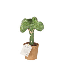 Indlæs billede til gallerivisning Coral Cactus, Green