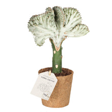 Indlæs billede til gallerivisning Nem stueplante