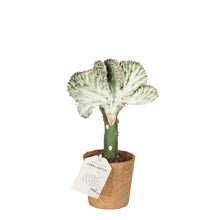 Indlæs billede til gallerivisning Coral Cactus, Grey