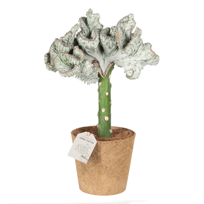 Utrolig nem plante med koral look. 