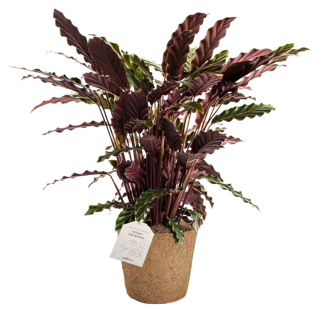 Calathea plante med bløde blade