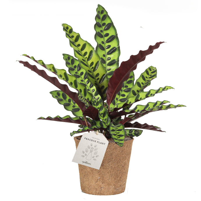 Peacock Plant 'Insignis'