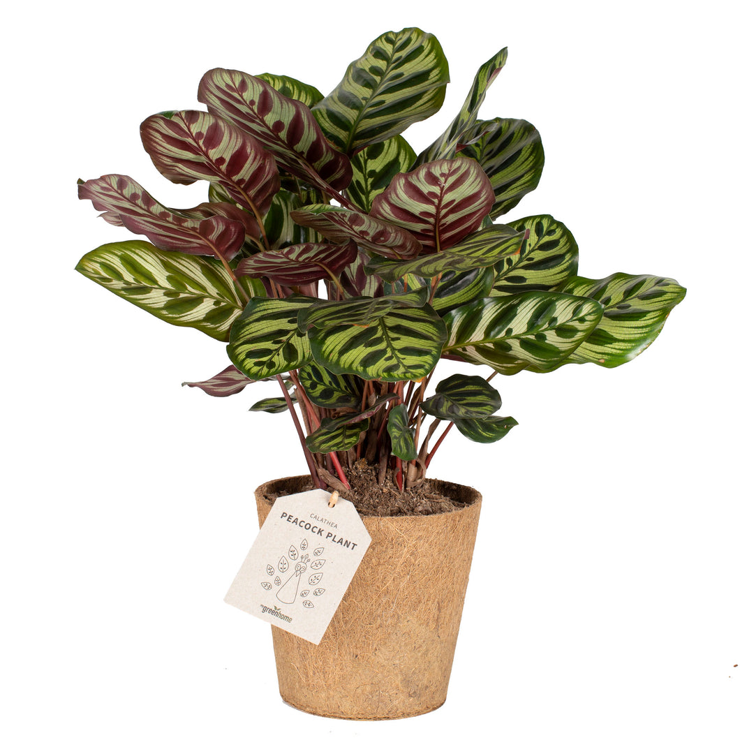 Peacock Plant 'Makoyana'